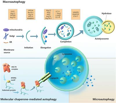 Autophagy and the pancreas: Healthy and disease states